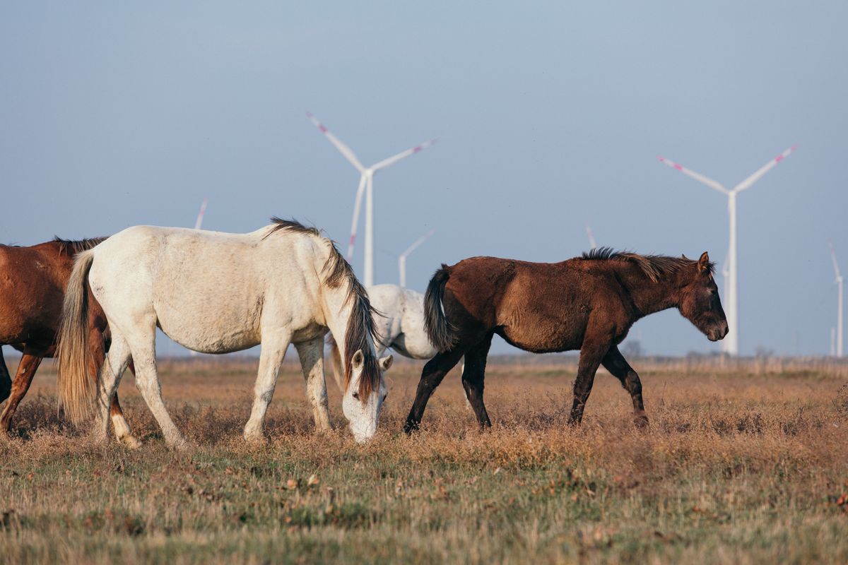 Первая очередь из 61 установки Новолакской ветроэлектростанции дала первые киловатты в единую сеть страны Первая очередь из 61 установки Новолакской ветроэлектростанции дала первые киловатты в единую сеть страны