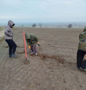 Площадь лесных насаждений в Запорожской области продолжает увеличиваться