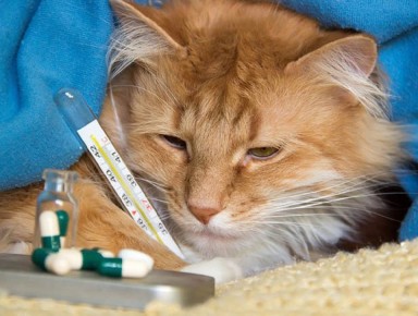 Кашель, насморк, осиплость голоса: кошка простудилась или это что-то серьёзное?