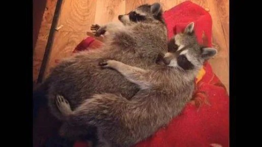 Доброй ночи, дорогие подписчики! Доброй ночи, Запорожье!