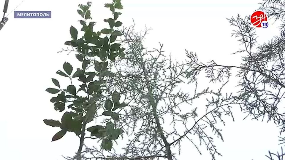 В Мелитополе к всероссийскому Дню добровольчества ученики высадили «Аллею единства»