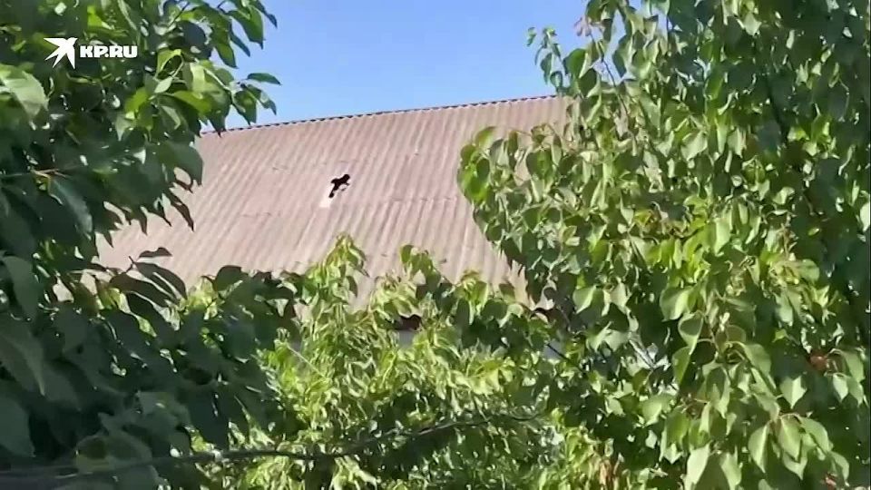 «Слава Богу, мы вернулись на Родину!» Запорожский казак поддерживает Россию с 2014 года