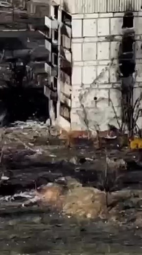 Дмитрий Рогозин: Гвардейцы-десантники нашей родной 7-й десантно-штурмовой дивизии (горной) уничтожают огневые позиции врага в запорожском Степногорске, проводя его зачистку от всяких "кракенов" и ГУРовцев