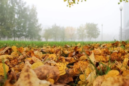 Умеренная осенняя погода ожидается 5 декабря в Запорожской области