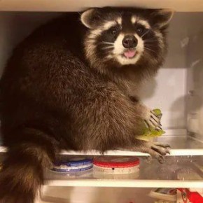 Доброе утро, друзья! Хорошего вам дня и отличного настроения!