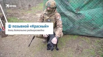 Залез в продуктовый склад и стал его защитником: Российские бойцы показали своего четвероногого любимца