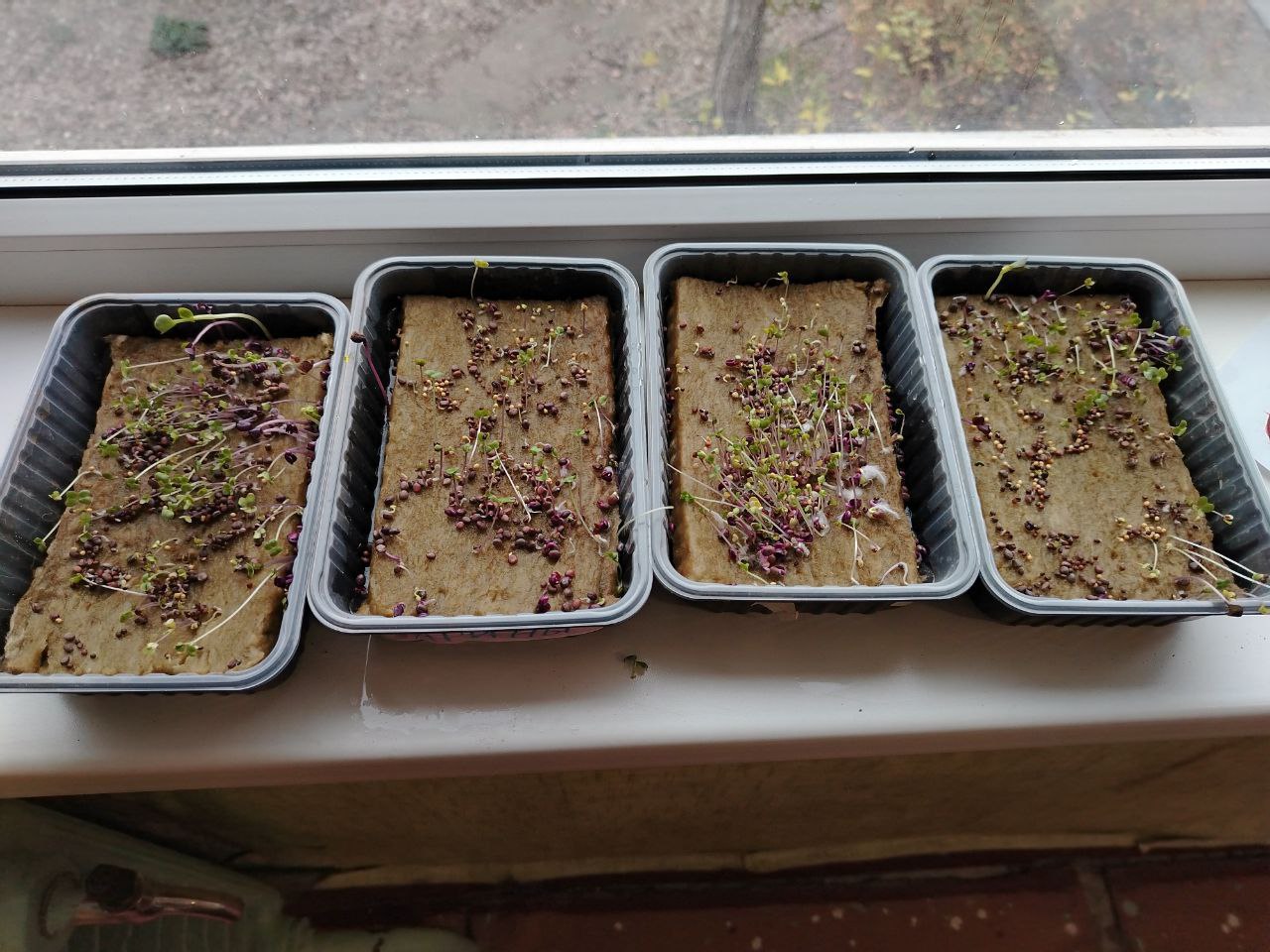 Зима на пороге — огород на подоконнике! Зима на пороге — огород на подоконнике!