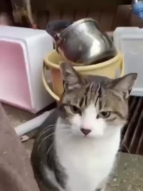 Вот и новый рабочий день. Просто твой кот, когда тебе нужно на работу, а ему — нет