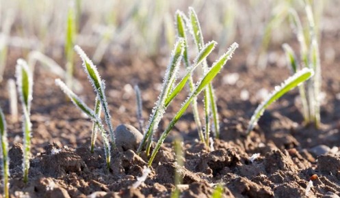 В Приморском муниципальном округе завершены осенние работы по севу озимых культур