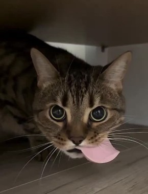    .     ?      MAX, Telegram      