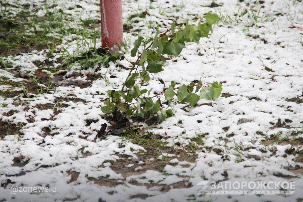 В Энергодаре выпал первый снег В Энергодаре выпал первый снег