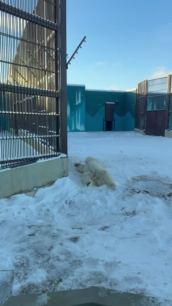 Прохлады на ночь. Пермский зоопарк показал, как белый медведь Сэрику обрадовался первому снегу