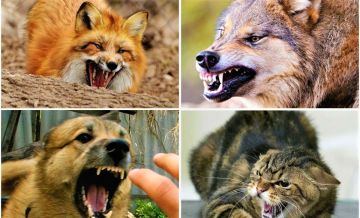      ,  ,     ,    () ,   12       ...