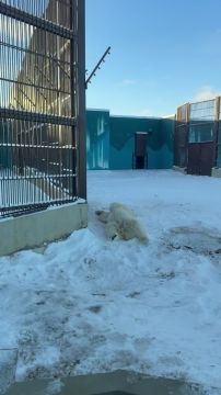 Прохлады на ночь. Пермский зоопарк показал, как белый медведь Сэрику обрадовался первому снегу