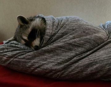 Доброй ночи, дорогие подписчики! Доброй ночи, Запорожье!