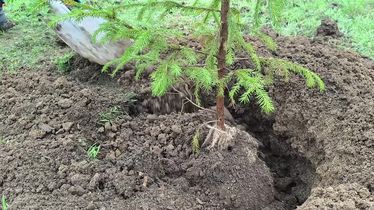 Александр Трудоношин: Приняли участие в очень хорошей международной акции «Сад Памяти»