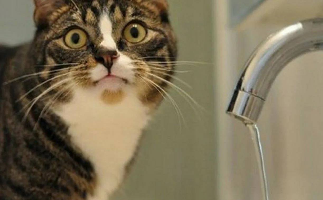 Анна Хорошун: Филиал "Бердянское ПУВКХ " ГУП ЗО "Вода Запорожья" информирует: