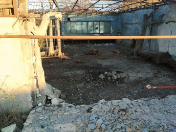 Лев из запорожского зоопарка оказался ранен после удара ВСУ