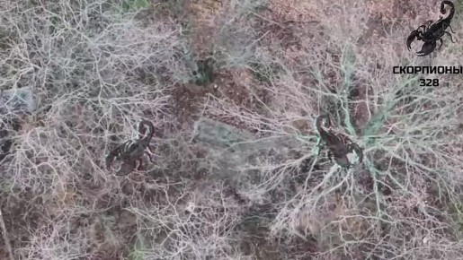 Расчеты FPV десантников продолжают уничтожать бандеровцев на Ореховском направлении