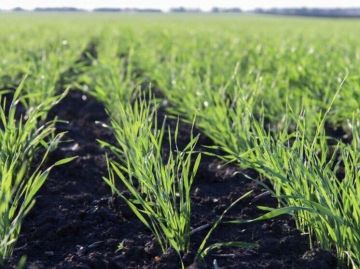 В Запорожской области озимые культуры находятся в хорошем и удовлетворительном состоянии