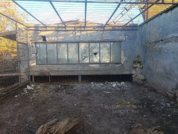 Умер лев, раненый при атаке украинских БПЛА в Васильевском зоопарке