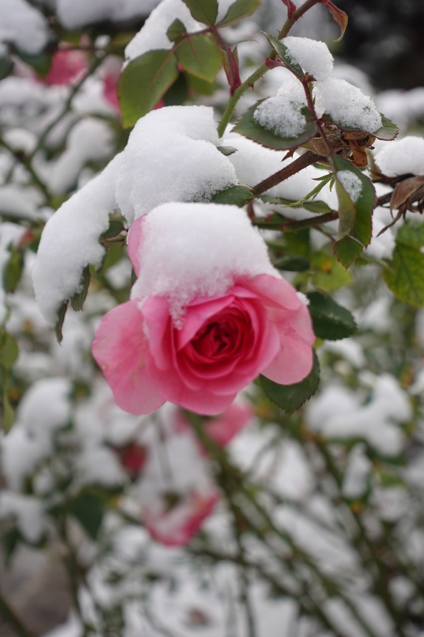 В Токмаке выпал первый снег! В Токмаке выпал первый снег!