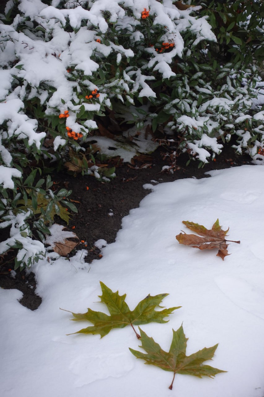 В Токмаке выпал первый снег! В Токмаке выпал первый снег!