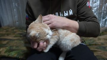 Рыжая гроза мышей — полноправный член подразделения разведки