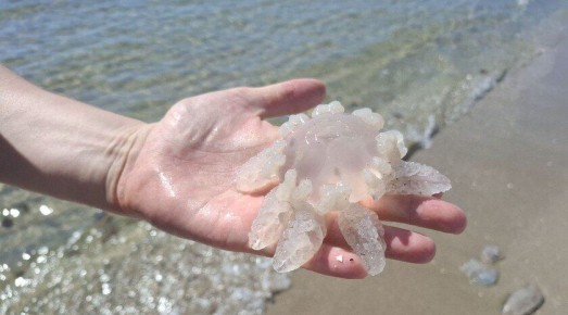 Медузы в Азовском море размножились и похудели