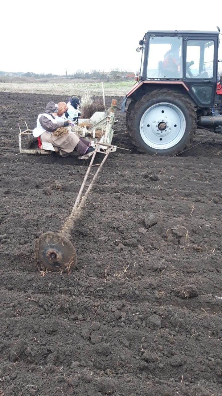 В Приморском районе высадили новый лес В Приморском районе высадили новый лес