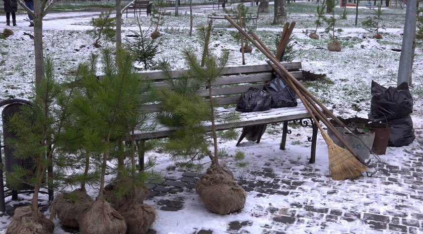 На бульваре Гайдара в Бердянске высадили 80 молодых деревьев: березы, сосны и ели