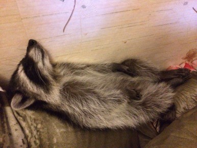 Доброй ночи, дорогие подписчики! Доброй ночи, Запорожье!