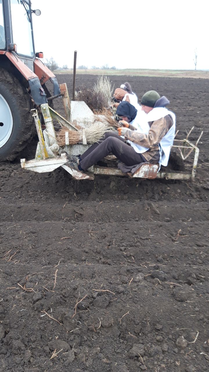 В Приморском районе высадили новый лес В Приморском районе высадили новый лес