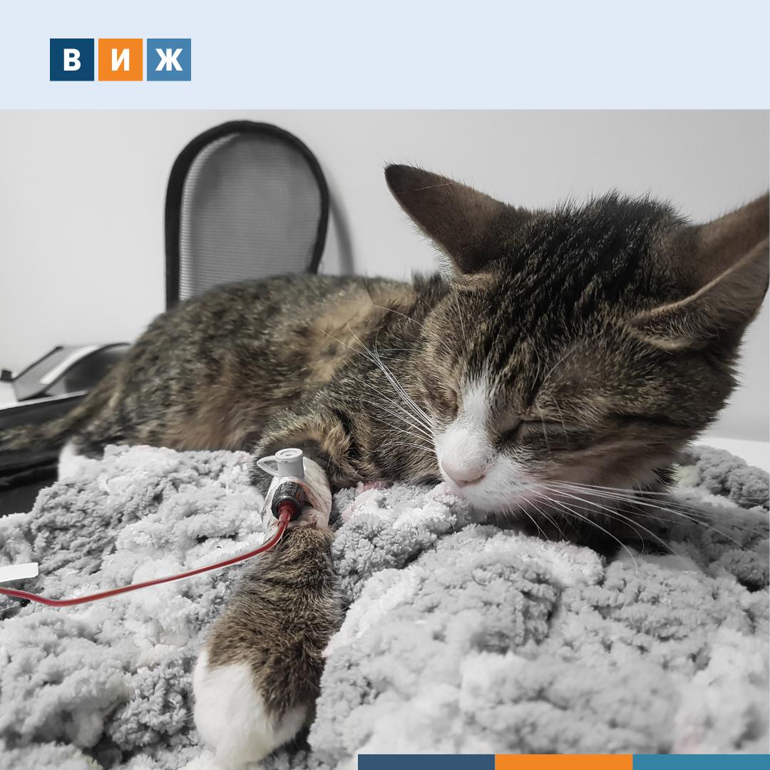 В России впервые разрабатывают стандарты донорской помощи животным