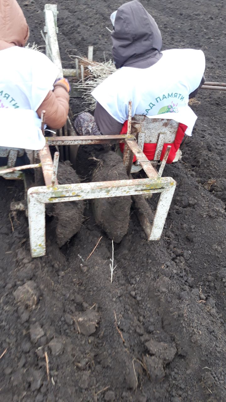 В Приморском районе высадили новый лес