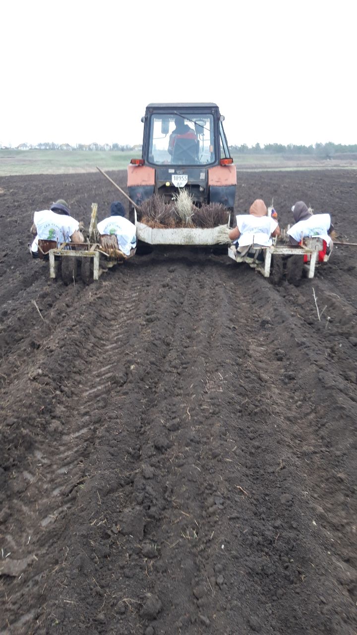 В Приморском районе высадили новый лес В Приморском районе высадили новый лес