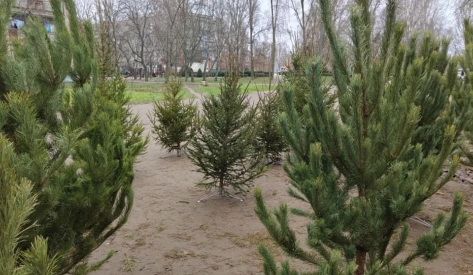 В Мелитополе начали продавать елки к Новому году