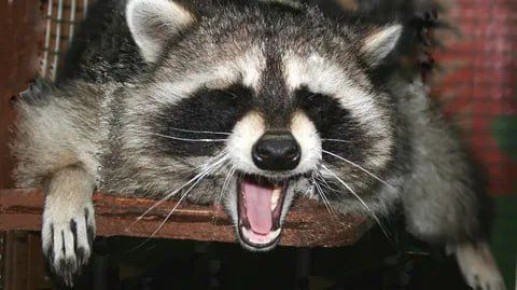 ������ ����, ������� ����������! ������ ����, ���������!