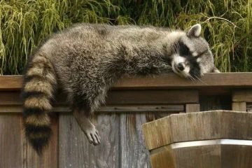 ������ ����, ������� ����������! ������ ����, ���������!