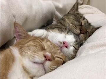 ������� ��������� ���������