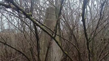 ����������� ������� �������� � ������������ ������������� ������ ����� ������������