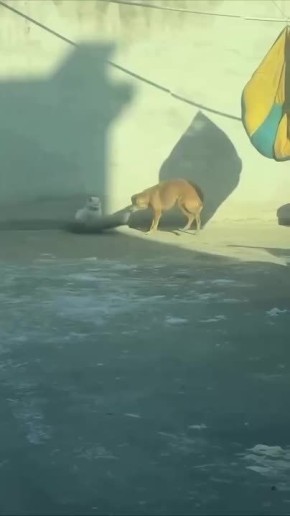 ���� ��������. ����������� ��� �� ��������� ���