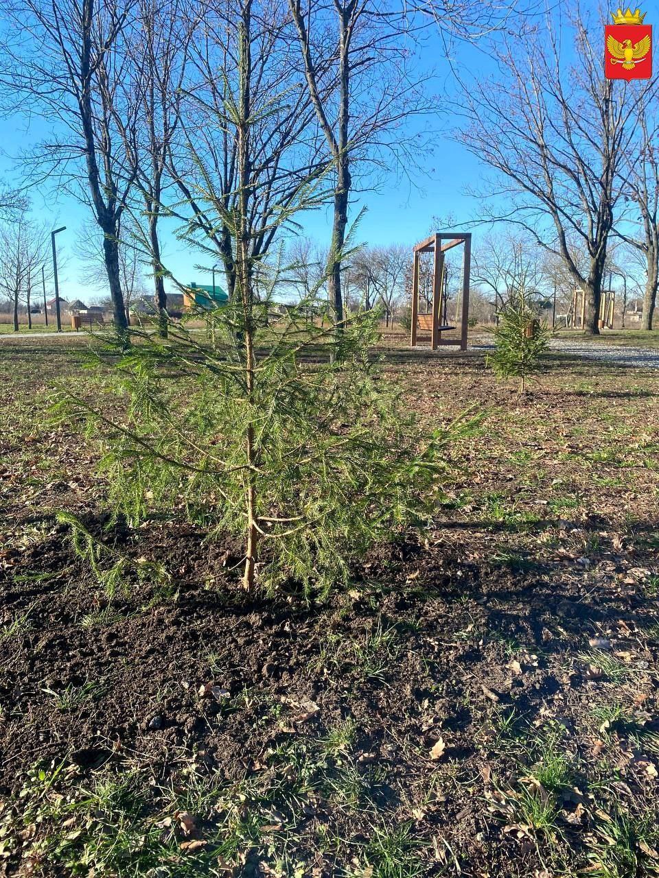 Высадку саженцев деревьев в парке "Юбилейный" произвели на прошлой неделе работники МБУ "Парки и скверы" Высадку саженцев деревьев в парке "Юбилейный" произвели на прошлой неделе работники МБУ "Парки и скверы"