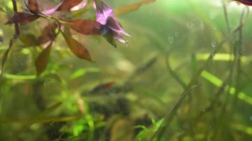 Аквариум в блиндаже под землей