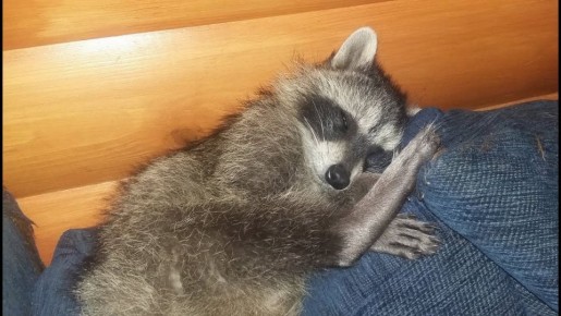 ������ ����, ������� ����������! ������ ����, ���������!