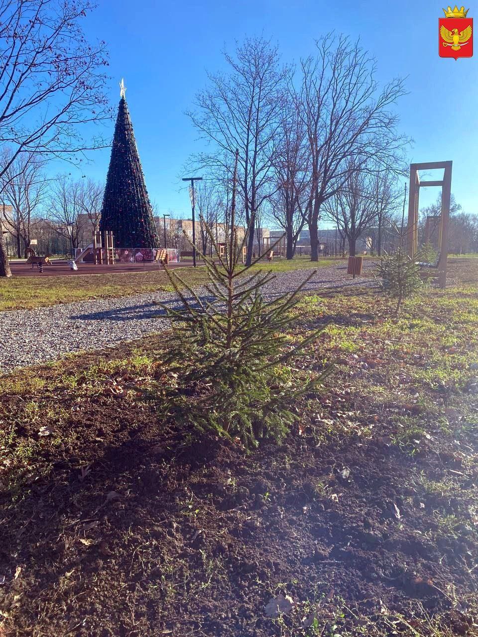 Высадку саженцев деревьев в парке "Юбилейный" произвели на прошлой неделе работники МБУ "Парки и скверы" Высадку саженцев деревьев в парке "Юбилейный" произвели на прошлой неделе работники МБУ "Парки и скверы"