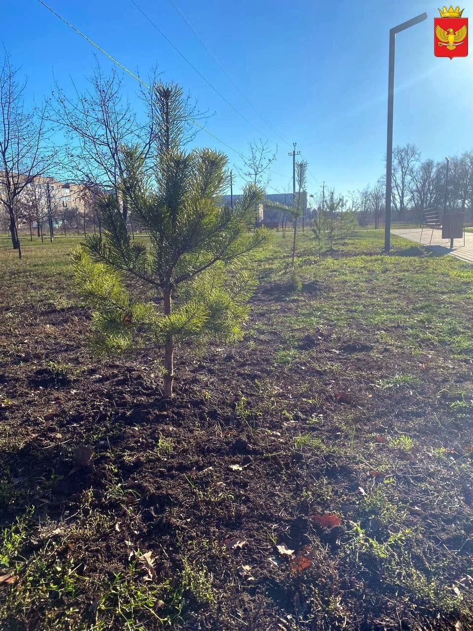 Высадку саженцев деревьев в парке "Юбилейный" произвели на прошлой неделе работники МБУ "Парки и скверы" Высадку саженцев деревьев в парке "Юбилейный" произвели на прошлой неделе работники МБУ "Парки и скверы"