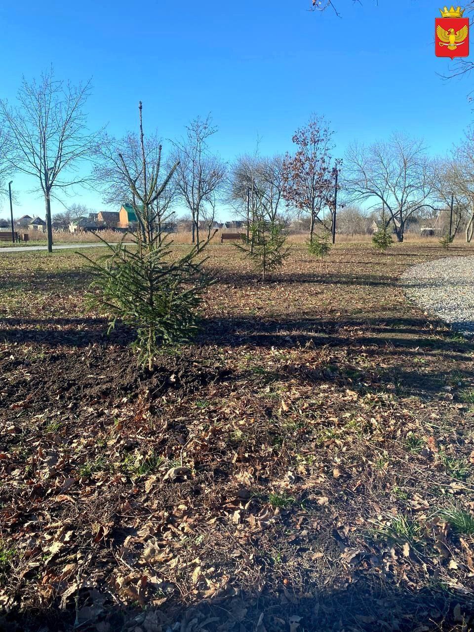 Высадку саженцев деревьев в парке "Юбилейный" произвели на прошлой неделе работники МБУ "Парки и скверы" Высадку саженцев деревьев в парке "Юбилейный" произвели на прошлой неделе работники МБУ "Парки и скверы"