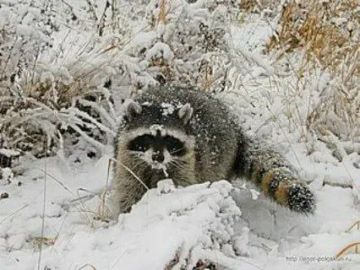 ������ ����, ������! �������� ��� ��� � ��������� ����������!