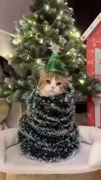 ��� � ��������� ���� ����� ����